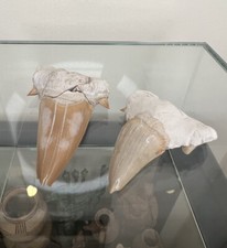 Pair Of Large Fossil Shark
