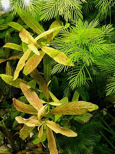 Myriophyllum dwarf - myriophyllum,,