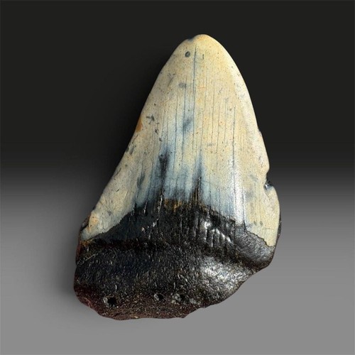 Large megalodon shark - shark, tooth