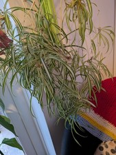 Spider Plant Baby Rooted