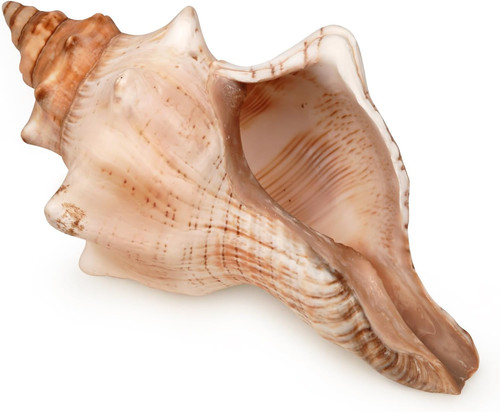 Giant natural conch shell - natural,
