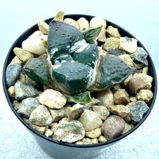 Ariocarpus lloydii Very Rare UK Grown Cactus Own Roots BLACK FRIDAY SALE!