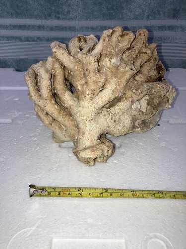 Cb2 stunning coral - stunning, reef