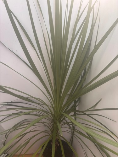 Cordyline australis cabbage - australis,,