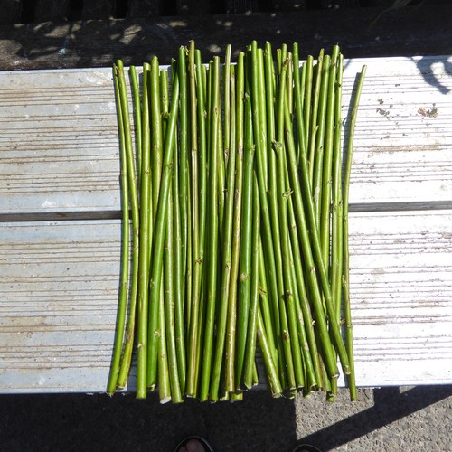 30cm unrooted various - 50, x