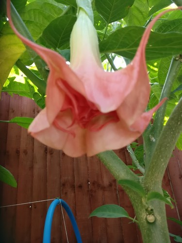 Brugmansia bergische symphony - brugmansia,