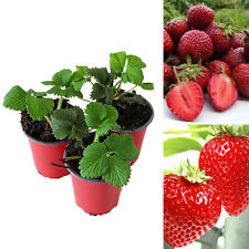 Strawberry Honeoye Fruit Plants - Hardy Garden Bushes in 9cm Pots