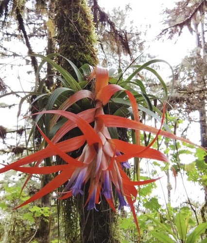 Tillandsia lautneri rare - tillandsia,
