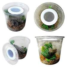 Praying Mantis,Stick