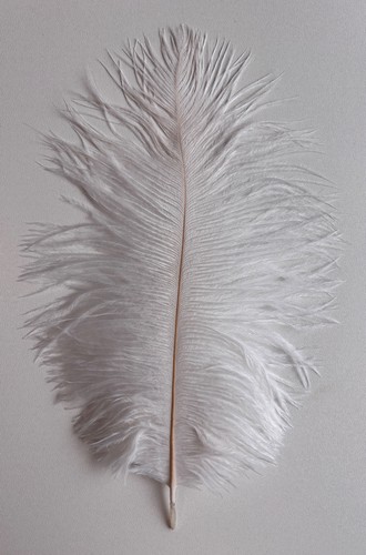 Ostrich feather plume - ostrich,