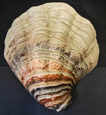 Vintage Sylvac 3527 Shell Wall