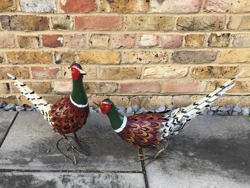 Pheasant head down - pheasant,