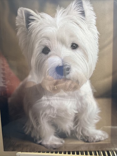 West highland terrier canvas - west,