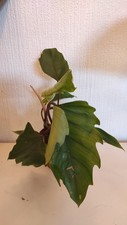 Easy Care Philodendron Mayoi