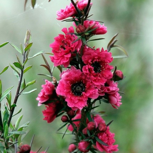 Tea tree leptospermum - tea,