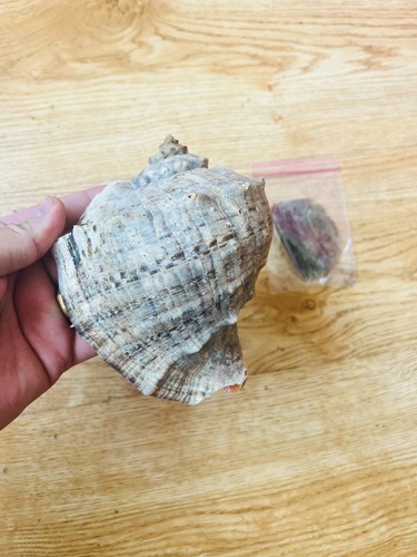 Whelk rapana venosa sea shell - whelk,