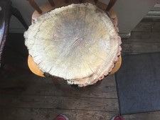Oak wood tree log section