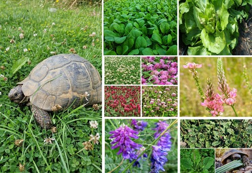 Tortoise food seed mix - seed,