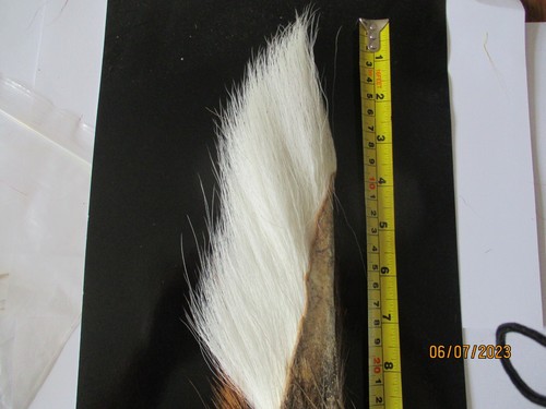 Buck tail white - buck,