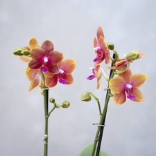 50cm Phalaenopsis Bolgheri