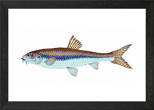 Gudgeon Cyprinus Gobio Framed