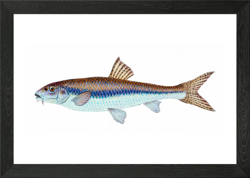 Gudgeon cyprinus gobio - gudgeon,