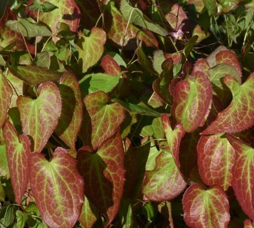 Epimedium perralchicum - epimedium,