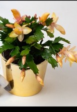 Yellow Christmas/Easter Cactus- Schlumbergera Truncata. Thor 1 x unrooted cuttin