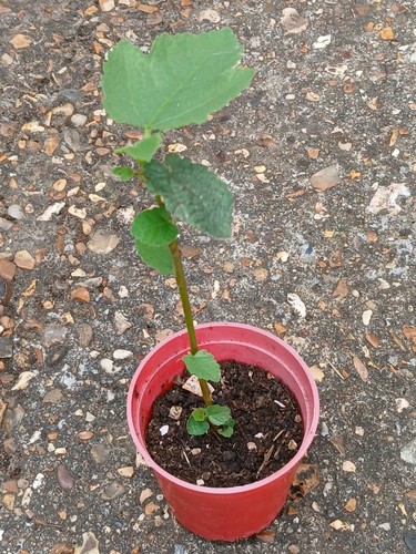 Year old fig ficus carica - ficus,