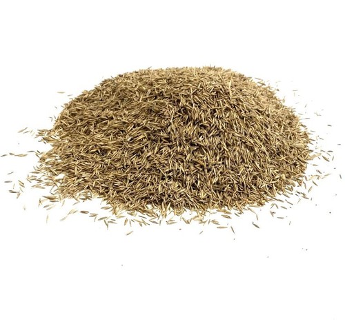 Lawn grass seed 1kg - lawn,