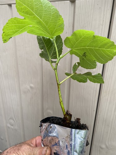 Fig brown turkey trees - 2,