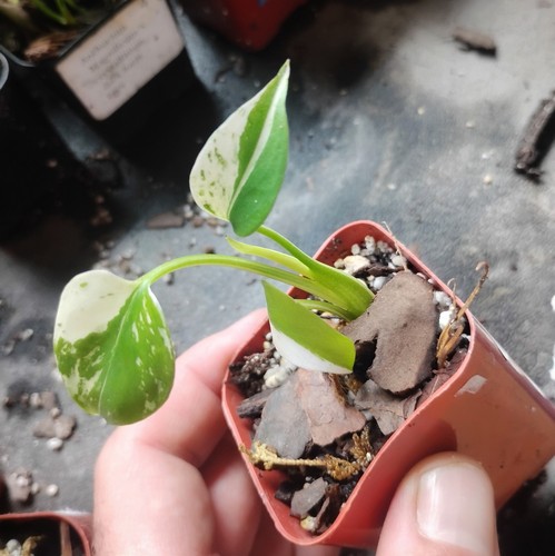 Monstera star shadow rare - 🌱monstera,