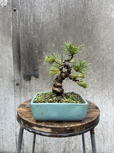 Shohin japanese white pine - white,