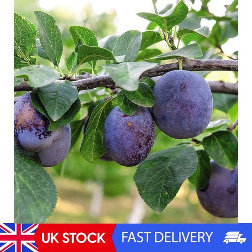 Suttons potted dwarf plum - potted,