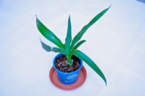 Yucca gigantea spineless young - gigantea,