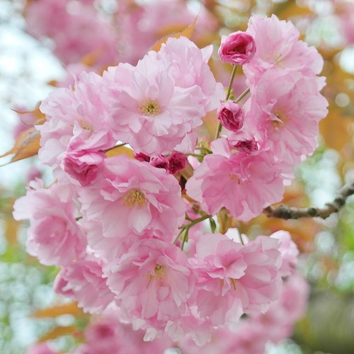 Pink perfection flowering - pink,
