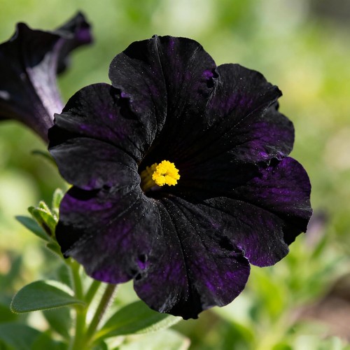 300 petunia seeds for - seeds,