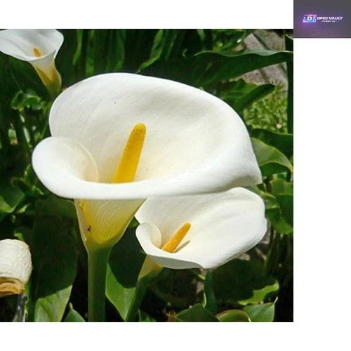 Fresh calla arum lily seeds - arum,