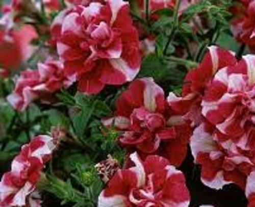 Double flowered - ,