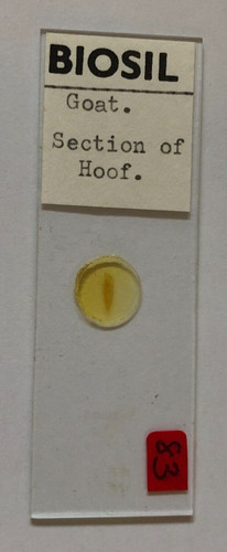 Biosil microscope specimen - microscope,