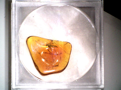 Baltic amber fossil insect - w,