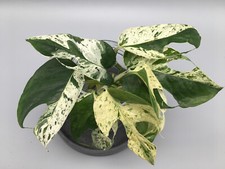 Epiprenum Pinnatum Marble variegata Cuttings