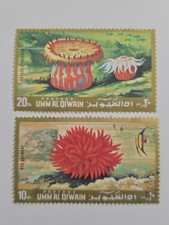 Umm Al Qiwain sea anemone