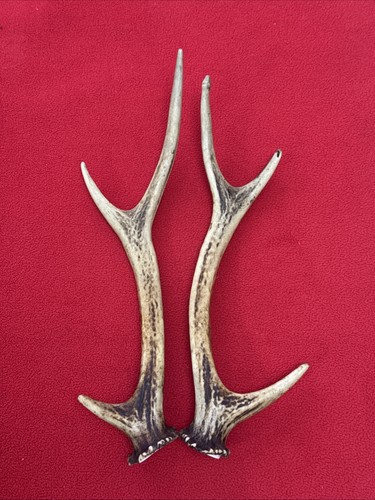 Pair sika deer antlers - of,
