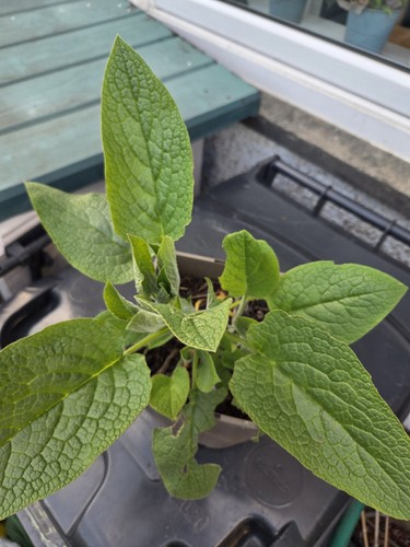 Organic potted russian comfrey - organic,