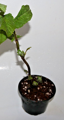 Various mint plants mentha - various,