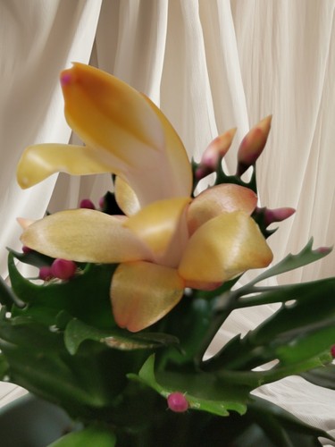 Schlumbergera christmas - schlumbergera, /christmas
