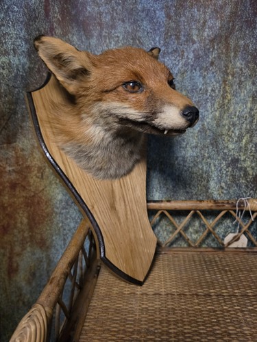 Vintage mounted taxidermy fox - mounted,