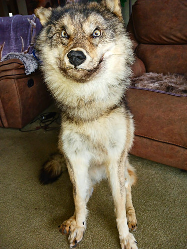 Wolf soft body - wolf, taxidermy