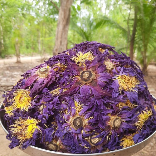 5kg 10g dried blue lotus - 5kg-10g,